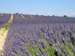 Lavender Fields Lavender Fields