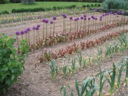 Allium
