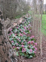 Bergenia