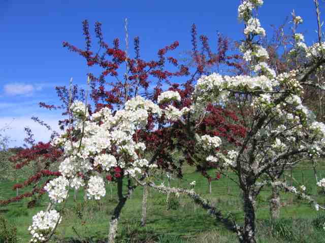 Blossom