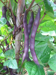 Bean pod