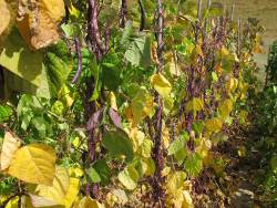 Maturing pods Maturing pods