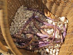 Bean seed
