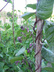 Bean pole