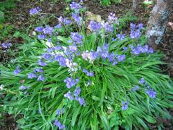 Bluebell