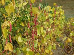 Pods ripening Pods ripening