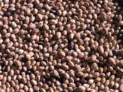 Fully dried borlotti Shelled beans