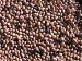 Beans - Baked
