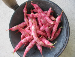 Freshly picked Freshly picked