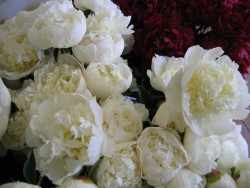 Peonies