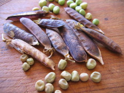Dried (left) Demi-sec (right) Dried