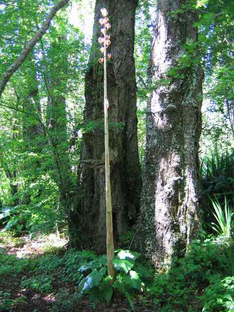 Cardiocrinum