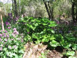 Honesty & cardiocrinum