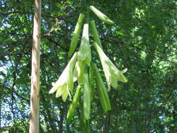 New flowers next to old stalk