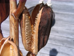 Empty seed pod