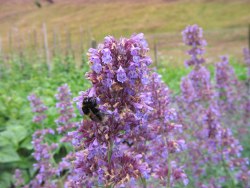 Catmint