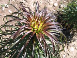 New shoot with developing apical flower buds New shoot