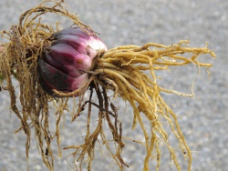 Lifted bulb showing both stem feeder roots & basal anchoring roots Bulb