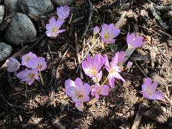 Colchicum