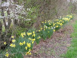 Daffodils