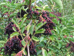 Black elderberries