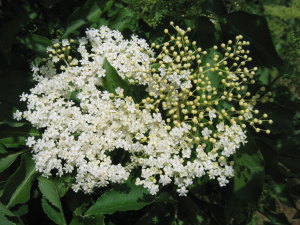 Creamy elderflowers