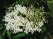 Elderflower