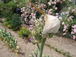 Garlic
