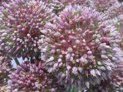 Elephant garlic