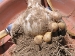 Elephant garlic