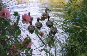 Ducks