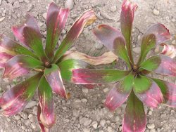 Mature foliage Mature foliage