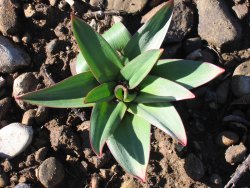 Emerging foliage Emerging foliage
