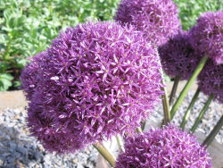 Freshly cut flowerheads Freshly cut flowerheads
