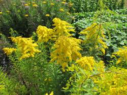 Goldenrod