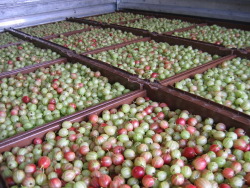 Wholesale trays Wholesale trays