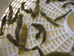 Drying Drying