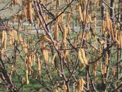 Catkins
