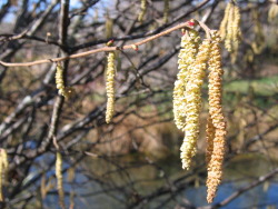 Male & female flowers