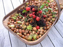 Autumn harvest