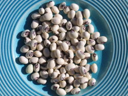 Dried Dried