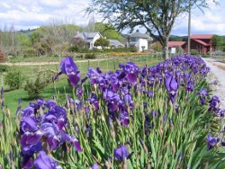 Iris