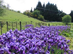 Iris