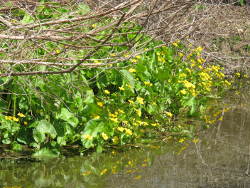 Marsh Marigold