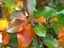 Nyssa fruit