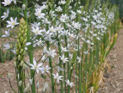 O.narbonense O.narbonense