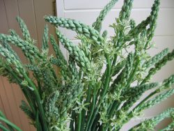 O.pyrenaicum O.pyrenaicum