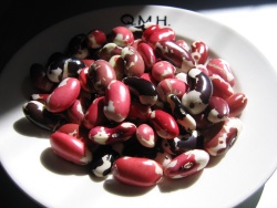 Painted beans Painted beans