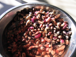 Painted beans soaked Painted beans soaked