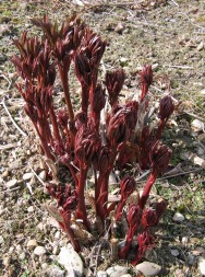 Coral shoots Coral shoots